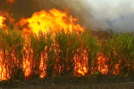 brennendes Zuckerrohrfeld